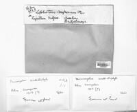 Lophiostoma compressum image